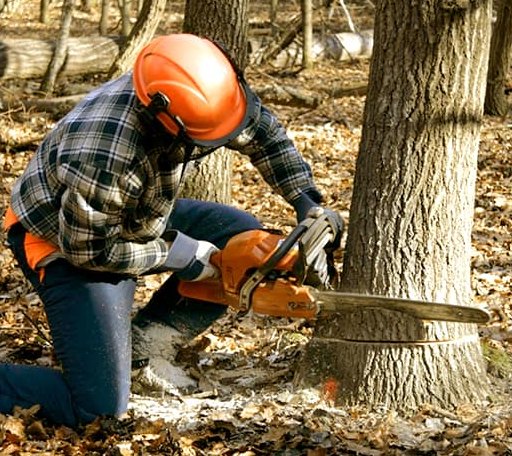Tree Removal in Arlington, IL